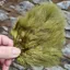 Whiting Super Bou in Dark Olive